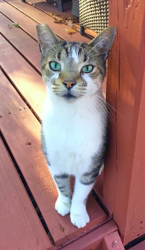 Cat sitter for outdoor cats in Hilliard